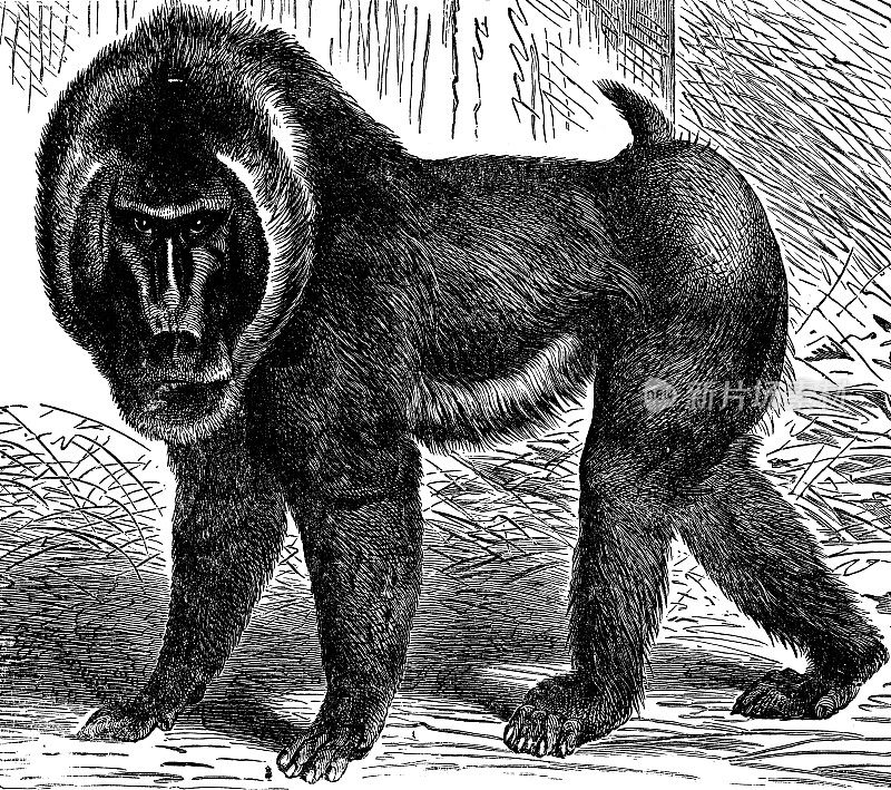 山魈猴(Mandrillus Sphinx) - 19世纪